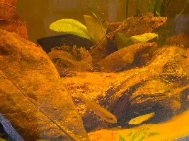 Nanochromis teugelsi