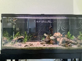 New axolotl just got here
