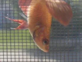 Paralysis Or Swim Bladder Disorder?