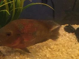 Fish Identification
