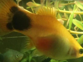 Is My Platy About To Give Birth?