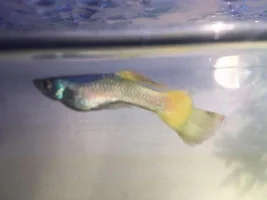 My guppy's tail has a chunk missing? Will it grow back?