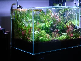 Herbibore - October 2022 Tank of the Month Winner (17 to 30 Gal)
