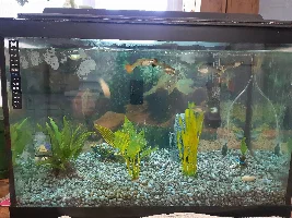 General Guppy Maintenance