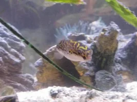 Brackish Tank!
