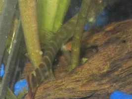 What Loach Is This