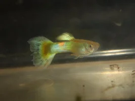 A blond multicolor platinum male...