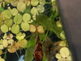 dropsy?