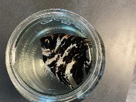 Why is my angelfish swimming sideways?