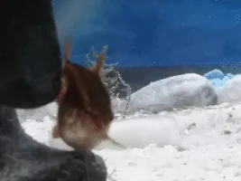 Help! My cherry barb is sick!
