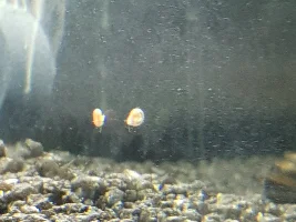 Baby snail?