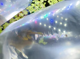 Green Phantom Breeding Project