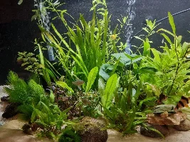 Hey there fish friends!