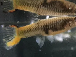 My female Guppy has a see through tail.