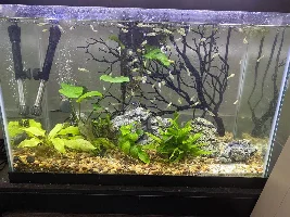 How long does it take guppies to grow to their full size?