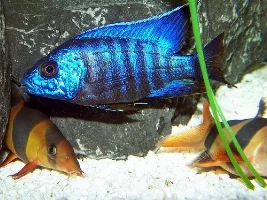Clown Loaches for Silver.