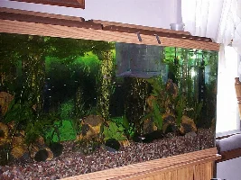 Working on my sunken forest tank