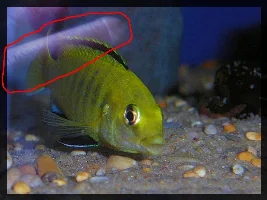Cichlid pics