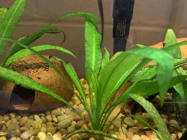Plants survive, not thrive.