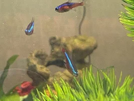 Sick cardinal tetra?