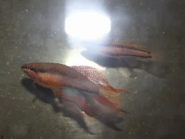 KFN killifish convention