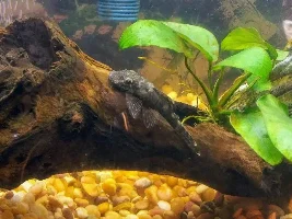 Boesemani Rainbowfish