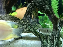 Green terror or blue acara