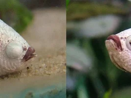 Betta with lump on side