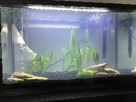 New to fish keeping.