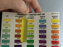 I think my Betta is really ill