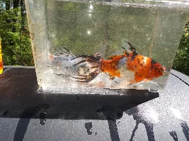 Show me your Fish!