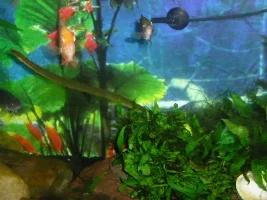 Finally pics of my ropefish