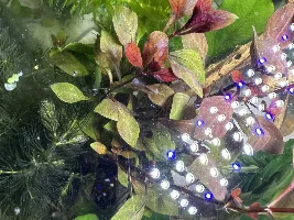 Haze/Fuzz in new planted wasteland tank