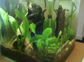 My 30 Litre Nano Tank