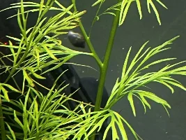 Who is this visitor?