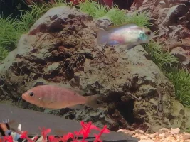 What Cichlid is this