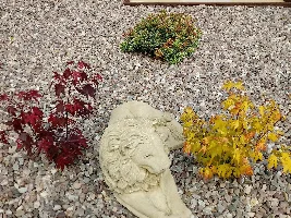 What you doing in your garden for 2020