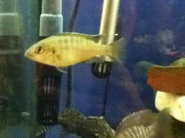 Former Newbie's African Cichlid Experience