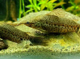 Little guy