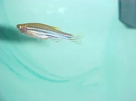 Is my Danio pregnant?