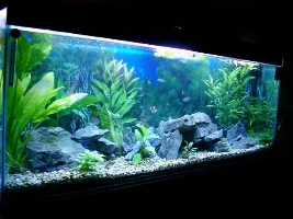 slightly better pic- millym + daves tank