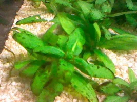 Plant leaves curling downwards