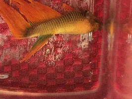 Is this dropsy? Please help identify