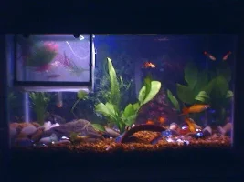 what do you think of my aquarium?