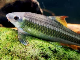 how common is it, to get "other" fish in, with very small wild caught fish...