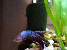 Betta Fish Sick? Need Help