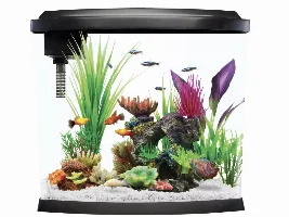 Weird Betta behavior?