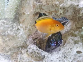 First algae disc for my cichlids