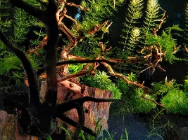 Show me your cube tanks!!