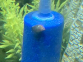 Snail and slime ID please!